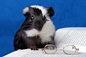 Tengerimalac egészsége Tengerimalac egészsége